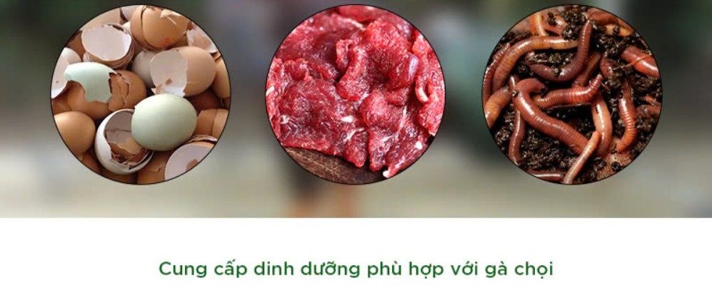 4 sai lầm trong chế độ ăn của chiến kê 