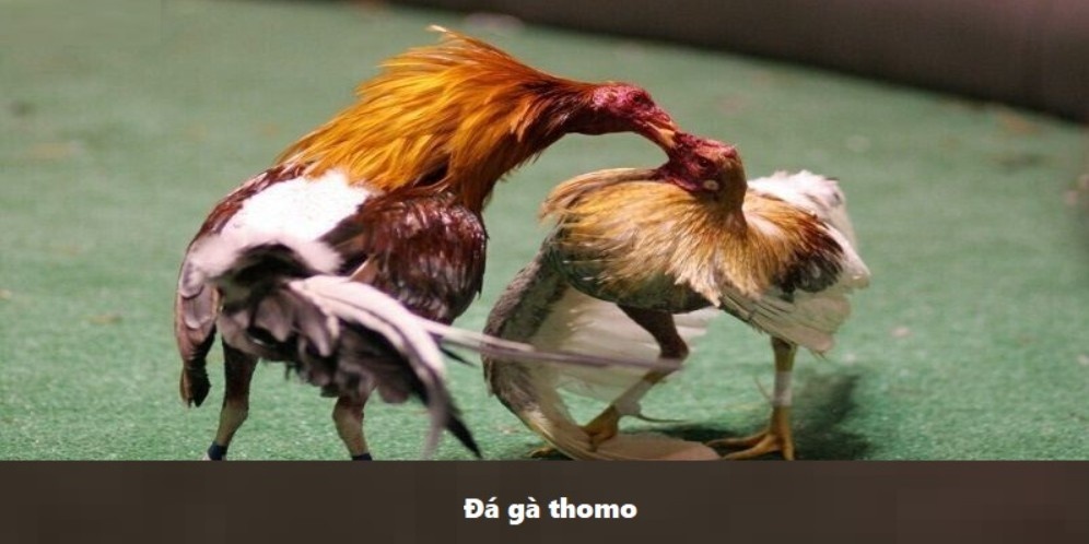 Các bộ môn đấu kịch tính hàng đầu