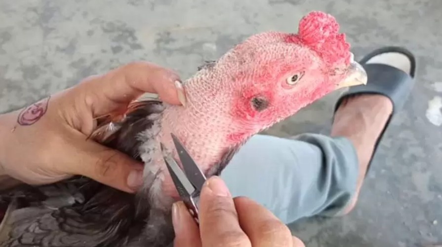 Cách cắt tỉa lông tại khu vực bụng gà