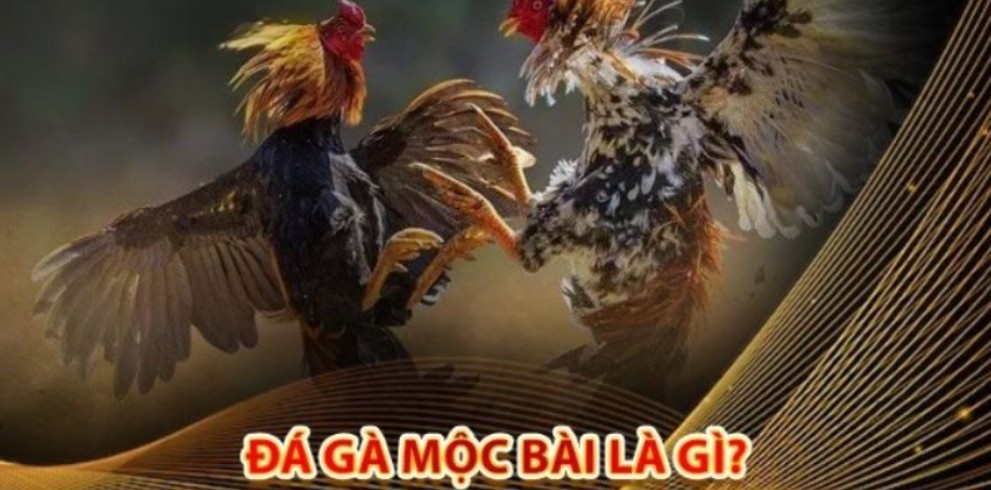 Đá gà Mộc Bài mang đến trải nghiệm chuyên nghiệp