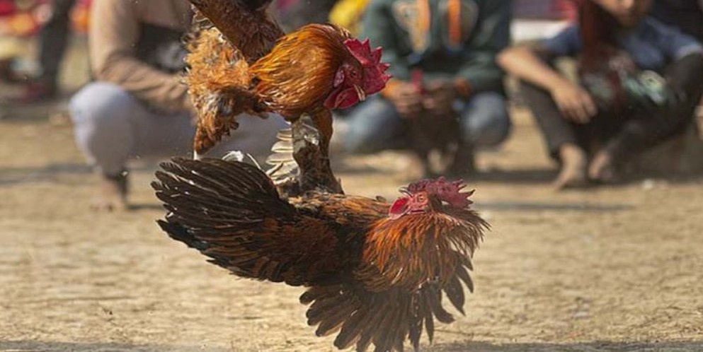 Giải vô địch gà nòi thu hút hàng nghìn người