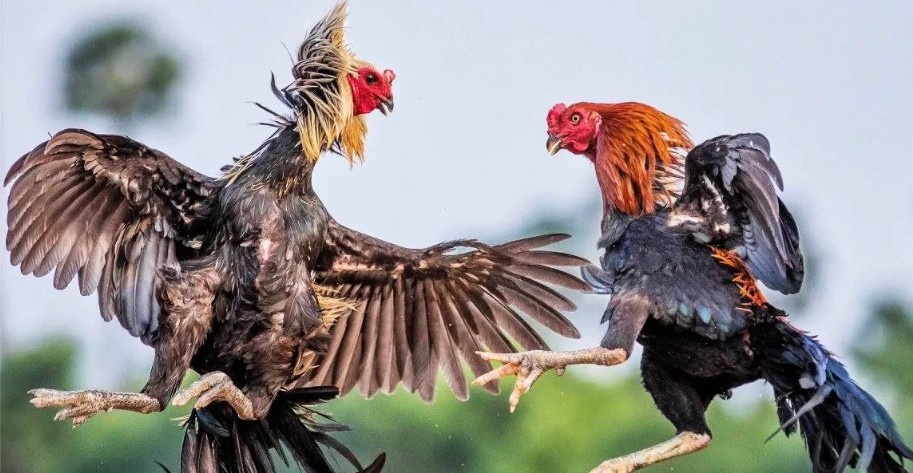 Giới thiệu khái quát về thuốc đá gà bịp