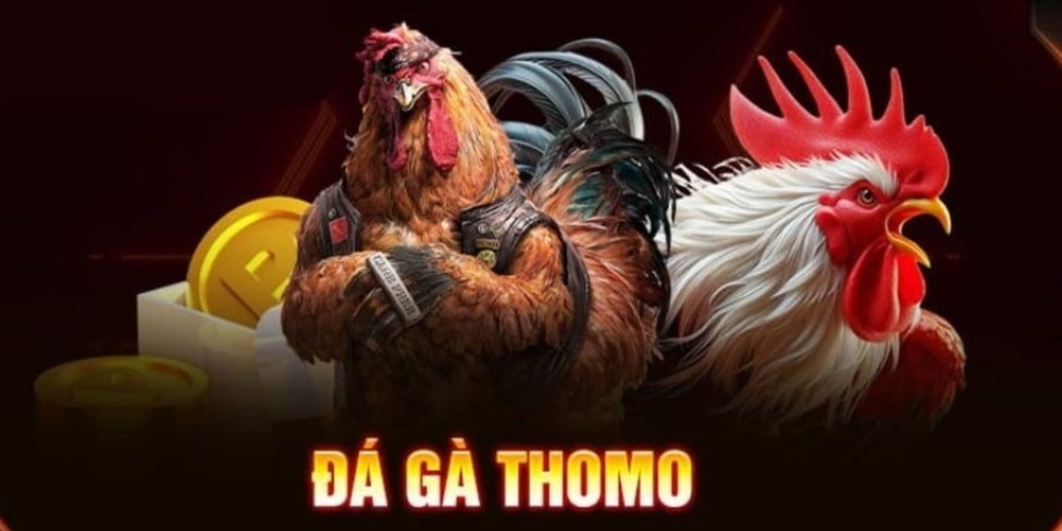 Giới thiệu tổng quát về sân chơi đá gà thomo