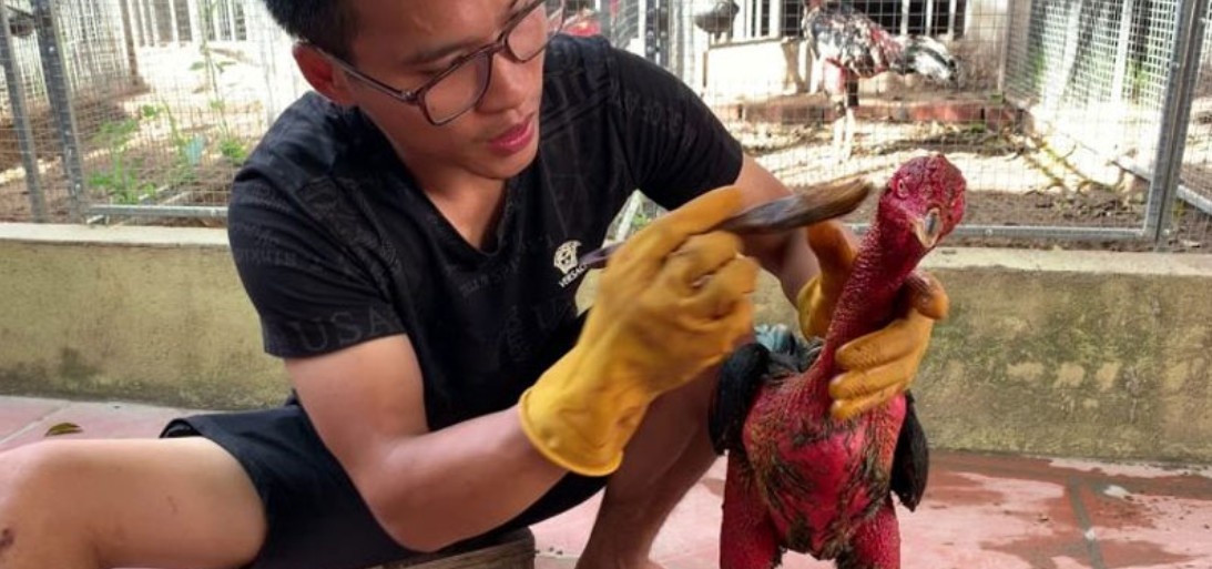 Lý do cần nắm biết cách vần gà chọi