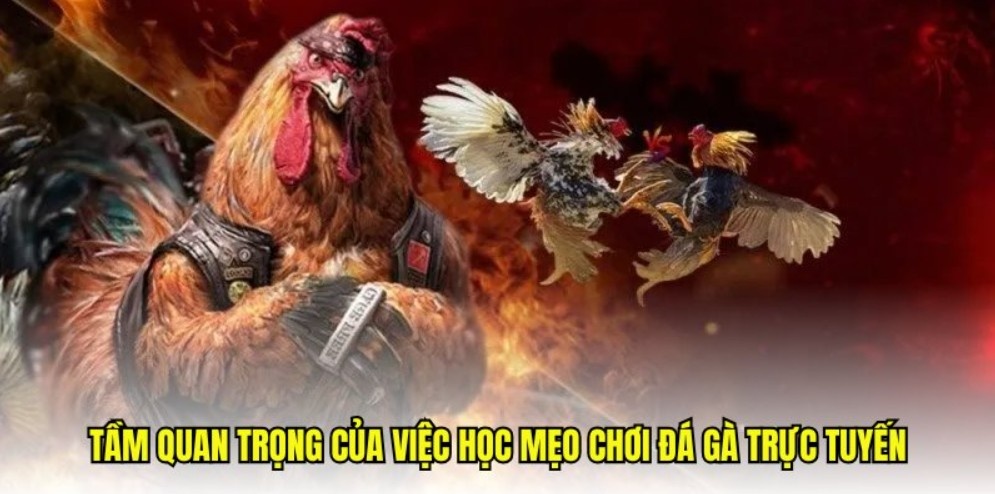 Mẹo đá gà online giúp nâng cao tỷ lệ thắng