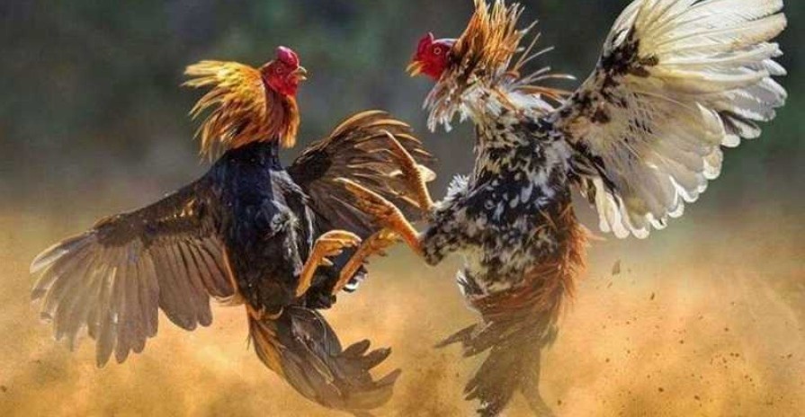Nên xem lịch sử thi đấu, phong độ chiến kê