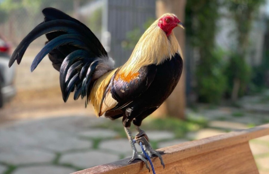 Tổng quan lịch sử đá gà cựa sắt thomo
