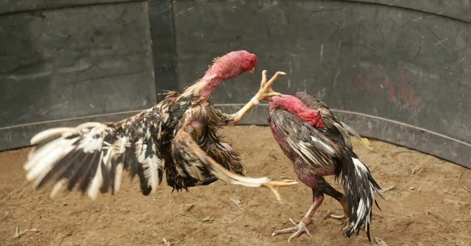 Tổng quan về đặc điểm và hình thức đá gà nòi