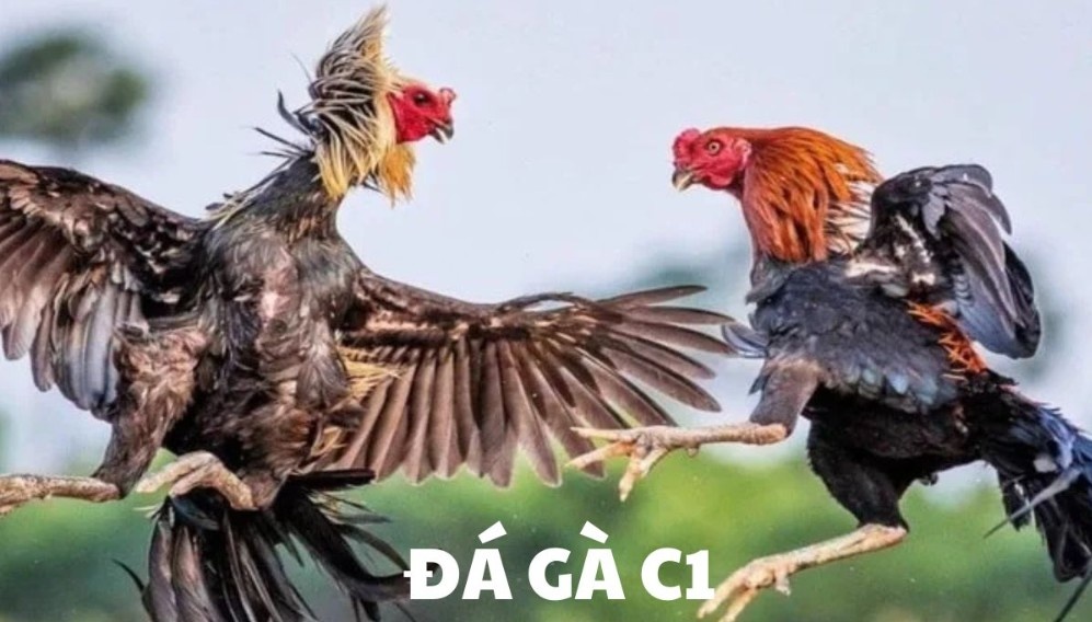 Trận đấu đá gà trực tiếp C1 đẳng cấp