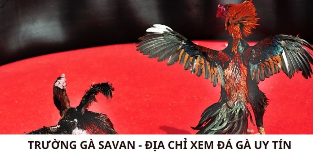 Trường đá gà Savan tổ chức chuyên nghiệp